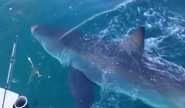 Video: Great white shark encounter